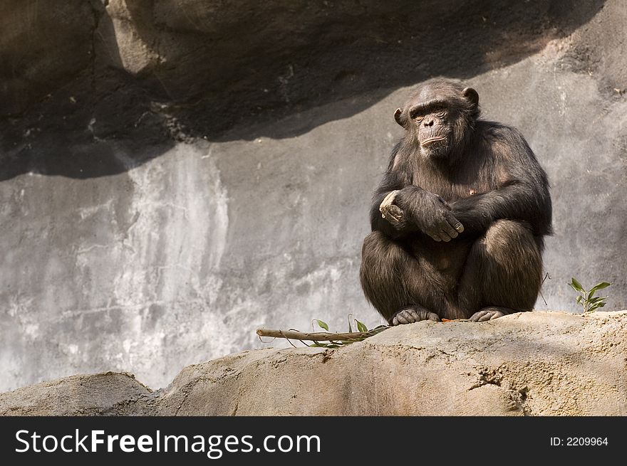 Resting Chimpanzee