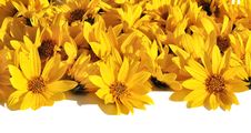 Carpet Of Petals Of Yellow Daisies Royalty Free Stock Photography Carpet Of Petals Of Yellow Daisies Royalty Free Stock Photography