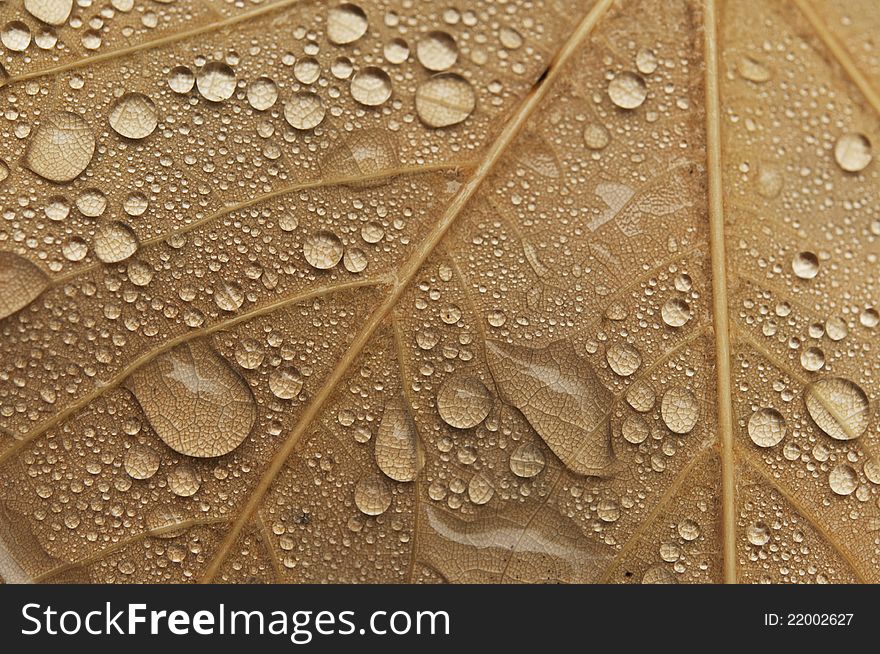 Close-up of leaf in Fall color with water droplets. Close-up of leaf in Fall color with water droplets.