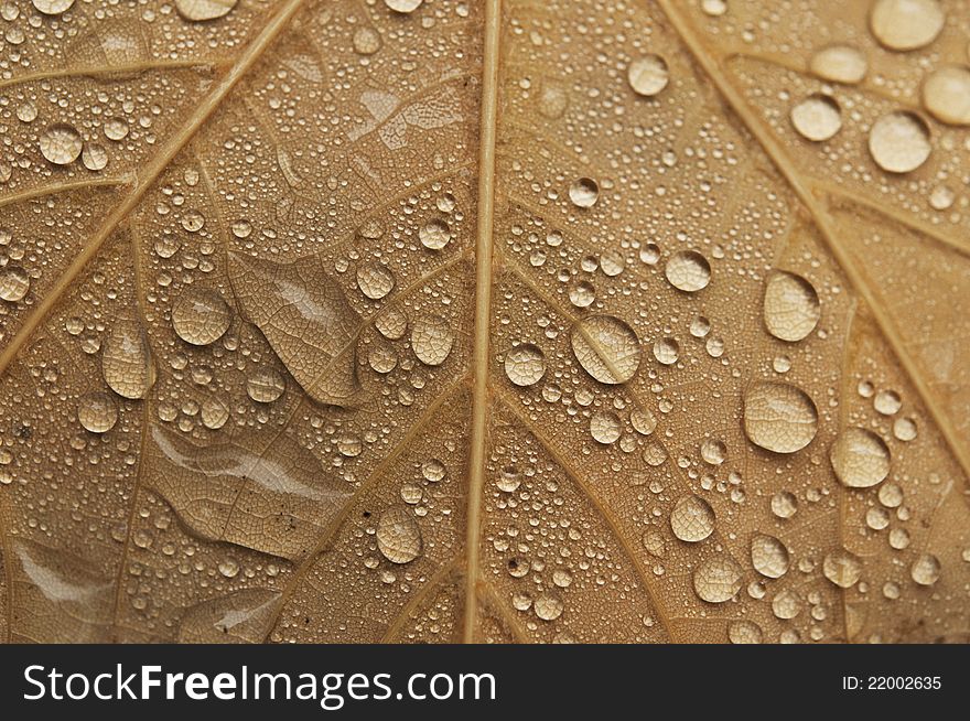 Close-up of leaf in Fall color with water droplets. Close-up of leaf in Fall color with water droplets.