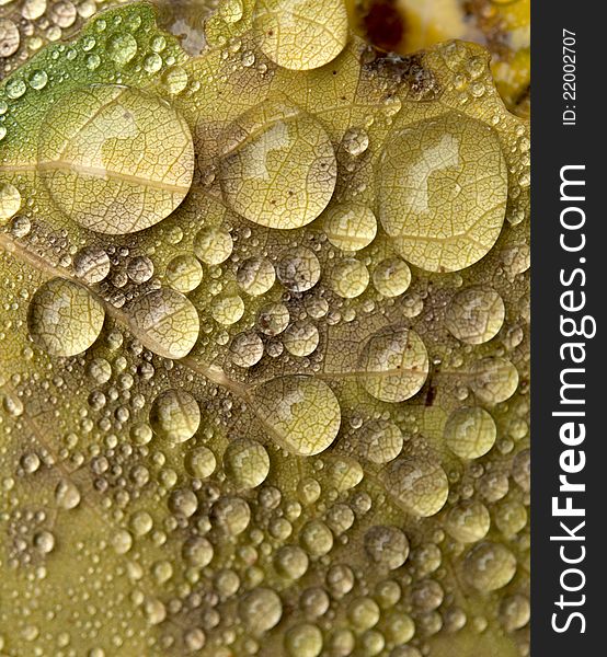 Close-up of leaf in Fall color with water droplets. Close-up of leaf in Fall color with water droplets.