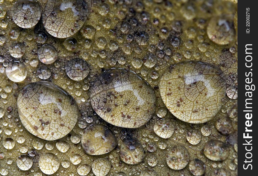 Close-up of leaf in Fall color with water droplets. Close-up of leaf in Fall color with water droplets.