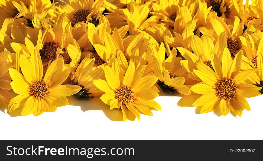 Large plant on the corollas yellow daisies cut and arranged on a white background. Large plant on the corollas yellow daisies cut and arranged on a white background