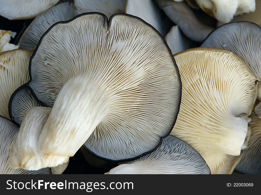 The close-up of pleurotus mushroom