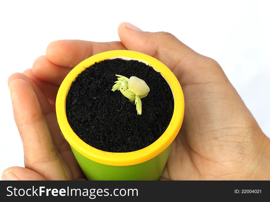 The young plant of the tamarind in a hand on white background