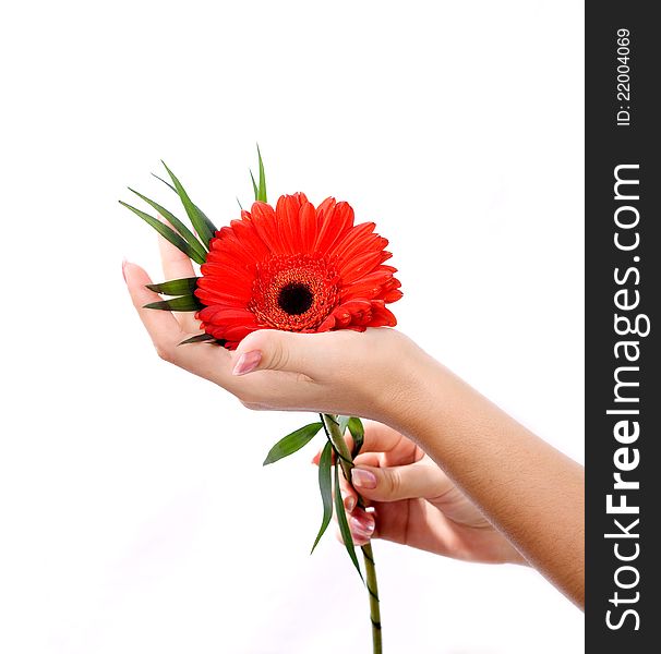 Beautiful hands with manicure and pink flower in reflection. Beautiful hands with manicure and pink flower in reflection.