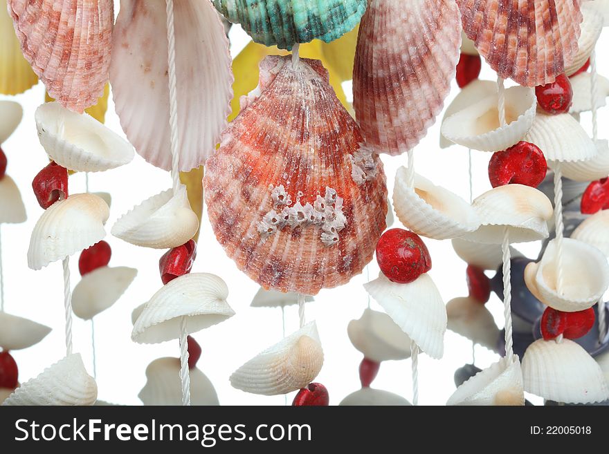 Many color shells on white background