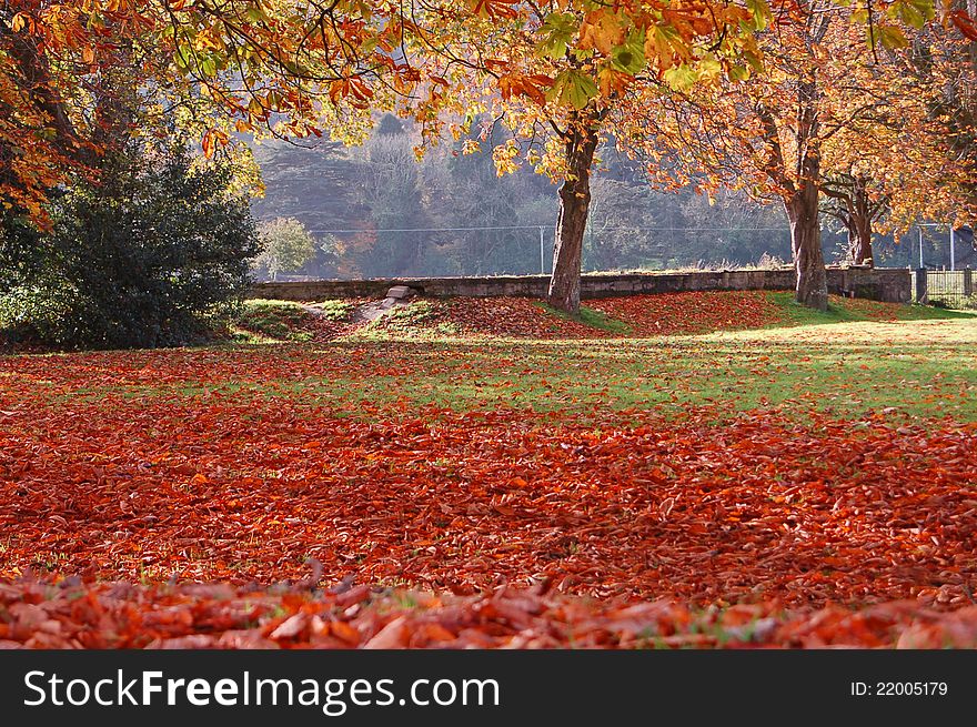 A sunlit park liberally strewn with red and gold Autumn leaves