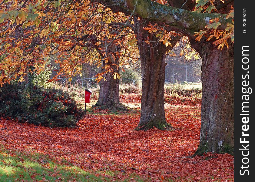 A park with three big trees and a scattering or red Autumn leaves