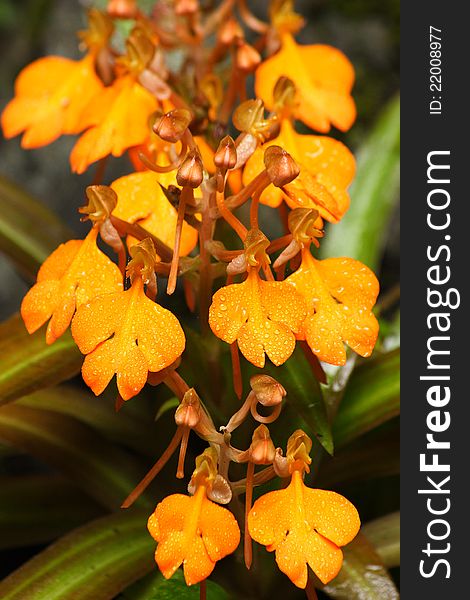 Yellow Snap Dragon Flower In National Park, Thailand. Yellow Snap Dragon Flower In National Park, Thailand