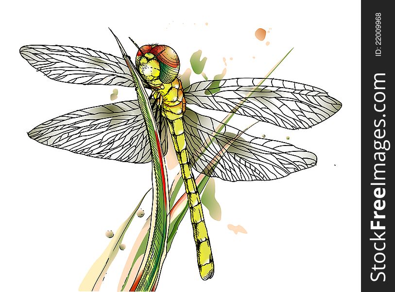 Dragonfly with large red eyes and large transparent wings sits on a stalk. Dragonfly with large red eyes and large transparent wings sits on a stalk