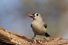 Free Happy Titmouse Stock Photos - 22014643