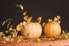 Jack O Lantern Royalty Free Stock Photo Jack O Lantern Royalty Free Stock Photo