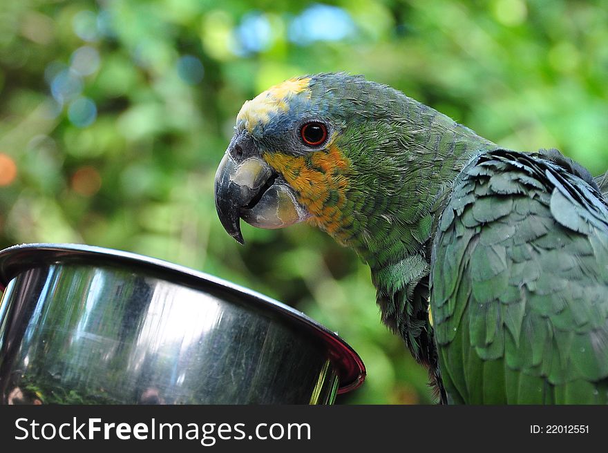 An african parrot poses for its photo,while drinking from its cup. An african parrot poses for its photo,while drinking from its cup.