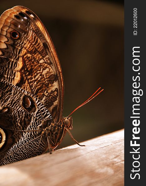 A close up photo of the owl butterfly shows its delicatness. A close up photo of the owl butterfly shows its delicatness.