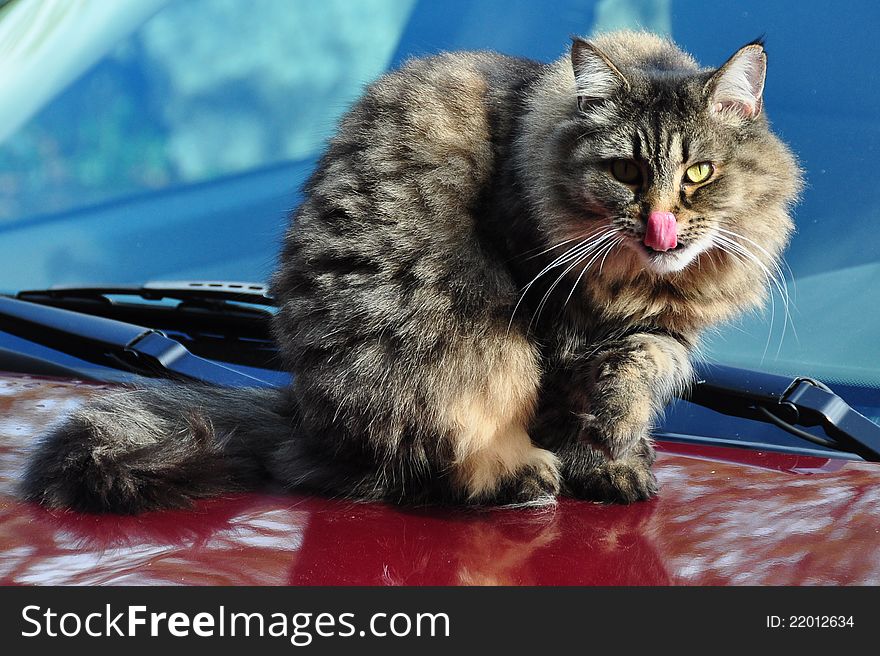 A pretty cat gets caught mid lick as she looks at the photographer. A pretty cat gets caught mid lick as she looks at the photographer.