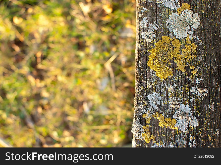 Moss And Lichen