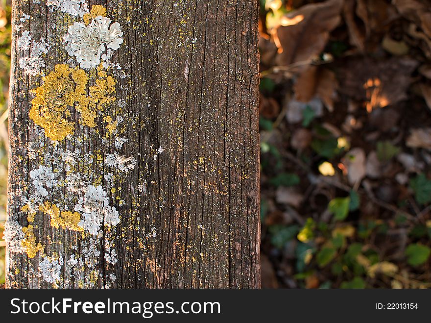 Moss and lichen