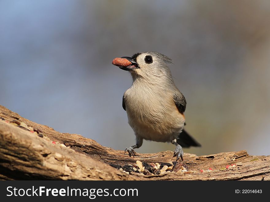 A Tufted Titmouse enjoying a piece of dried fruit. A Tufted Titmouse enjoying a piece of dried fruit.