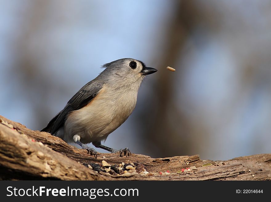 A Tufted Titmouse that let a seed get away. A Tufted Titmouse that let a seed get away.