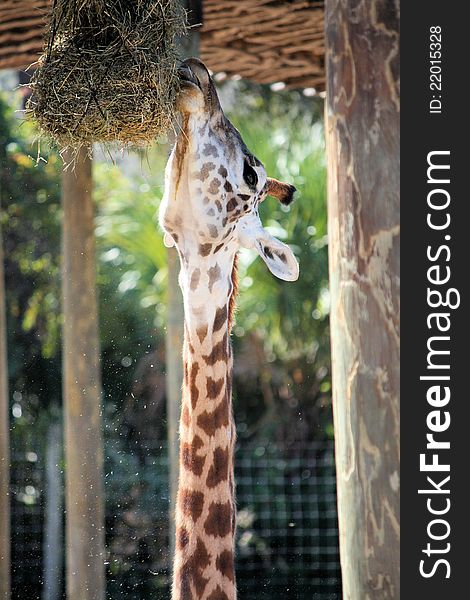 Giraffe eating hay in the wild.