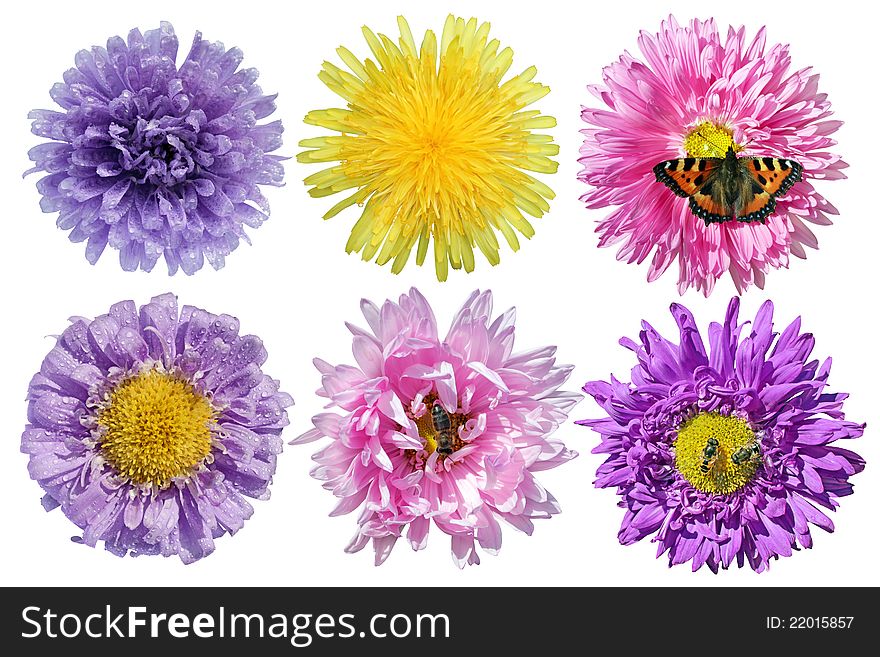 Set of flowers with butterfly, bees and drops isolated on white background.