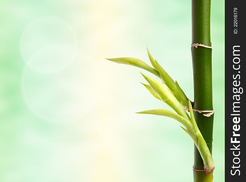 Bamboo branch over abstract background