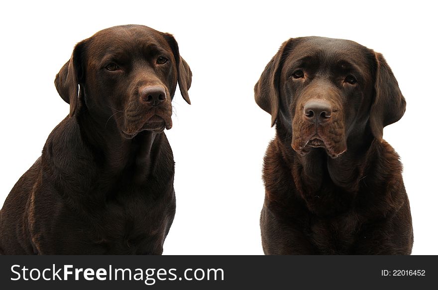 Two Chocolate Labradors