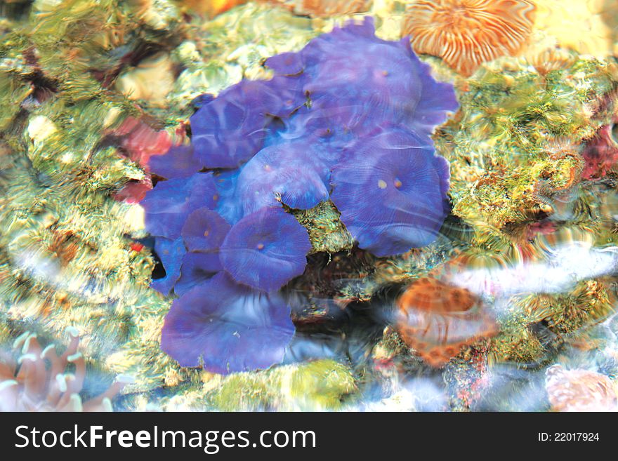A mature blue corals in green connection, kota kinabalu sabah. A mature blue corals in green connection, kota kinabalu sabah