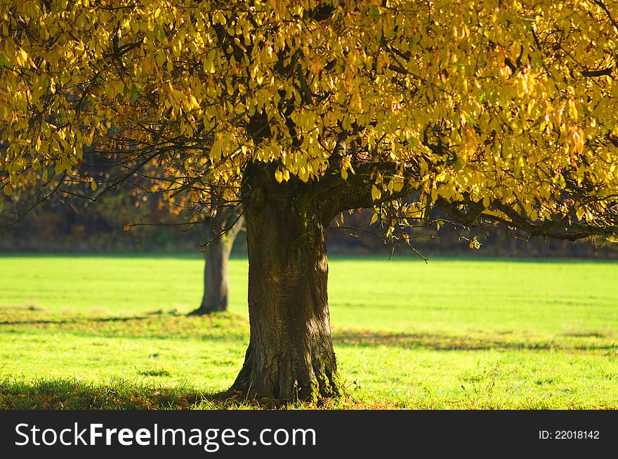 A tree with autumnal foliage. A tree with autumnal foliage