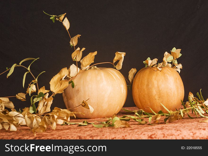 Pumpkins have always been seen as something more than just a vegetable. In Anglo-Saxon countries pumpkin is used for the construction of the Jack o lantern, lantern rudimentary feature used during Halloween to ward off witches and ghosts that come out during the holidays by GREENWOOD, connecting the world of the living to the dead