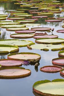 Royal Water Lily Stock Photo Royal Water Lily Stock Photo