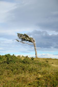 Tree Against The Wind Stock Photo Tree Against The Wind Stock Photo