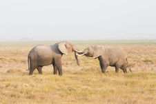 Two Elephants Stand Face To Face Stock Photos Two Elephants Stand Face To Face Stock Photos