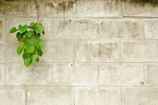 Old Brick Wall With Green Leafs Royalty Free Stock Photography Old Brick Wall With Green Leafs Royalty Free Stock Photography