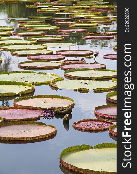 Royal Water Lily in marsh outdoor