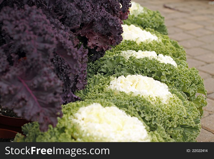 Row of purple and green ornamental cabbages.