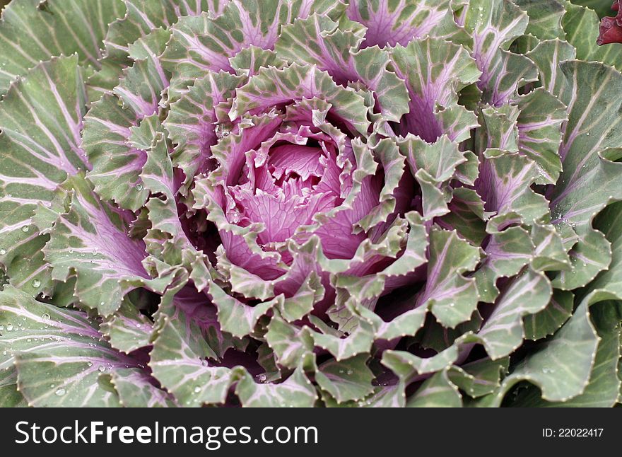 Closeup of pink and green ornamental cabbage. Closeup of pink and green ornamental cabbage.