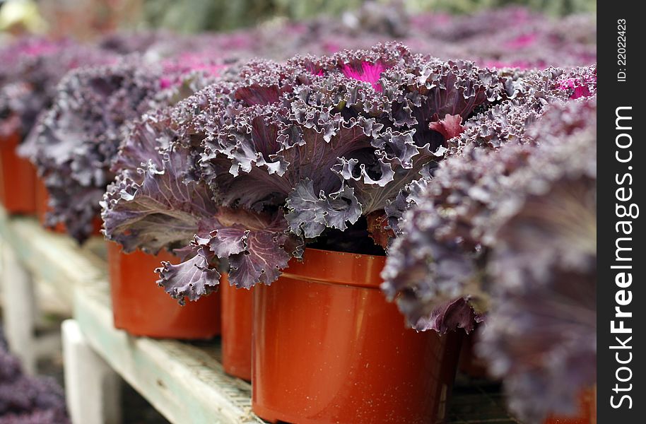 Purple ornamental cabbage in orange pots.