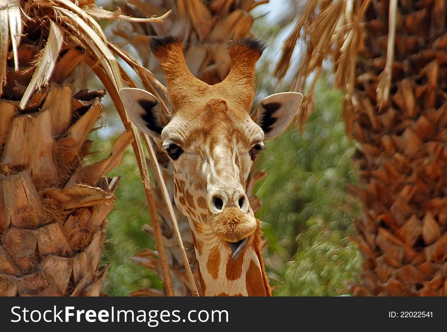 Giraffe and palm trees showing similarity of colour and pattern