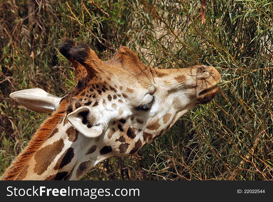 A giraffe stretching to obtain those leaves furthest from reach. A giraffe stretching to obtain those leaves furthest from reach