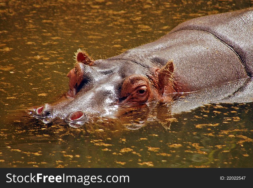 Hippo resting on the lake surface