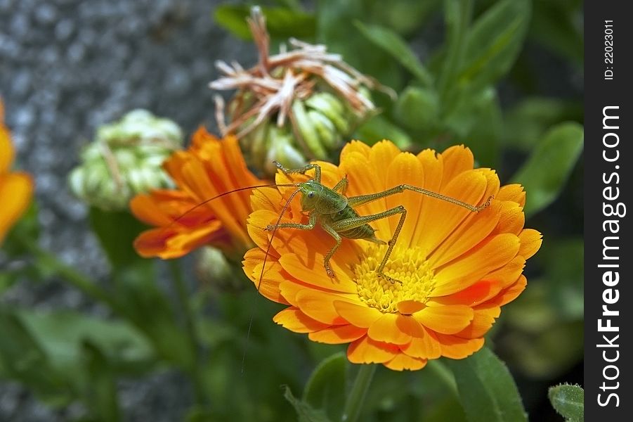 Green grasshopper standing on orange flower