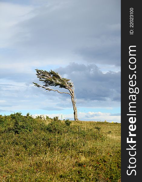 Single tree struggling against the force of powerful wind in Patagonia. Single tree struggling against the force of powerful wind in Patagonia