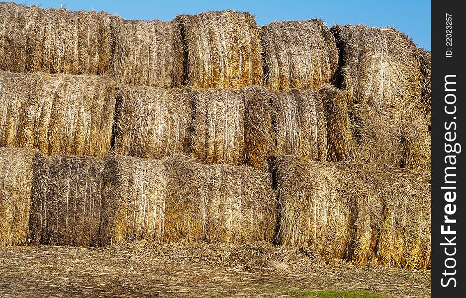Many hay rolls stacked up and drying in the warm sun