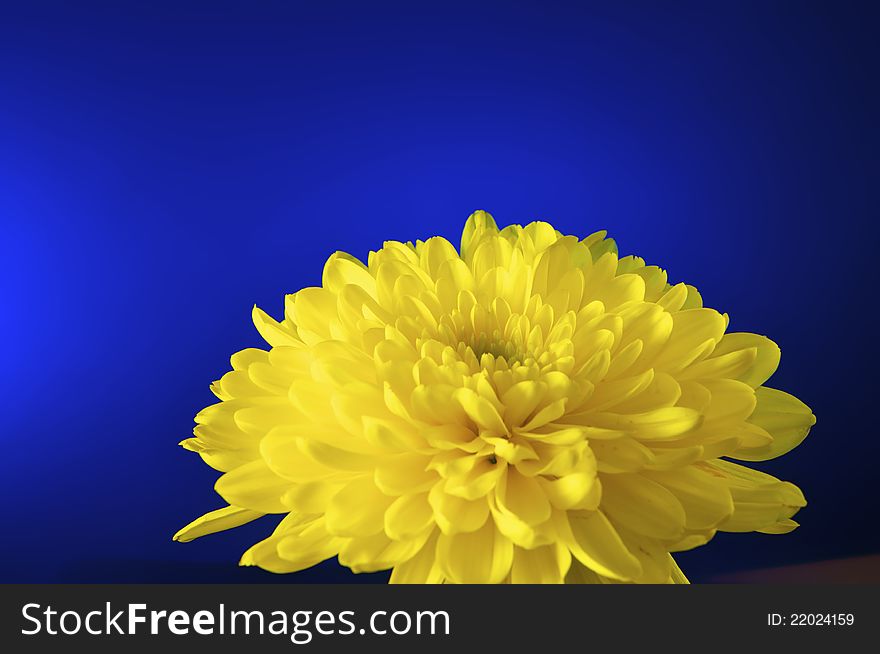 Beautiful, yellow chrysanthemum on blue burst backround. Beautiful, yellow chrysanthemum on blue burst backround.