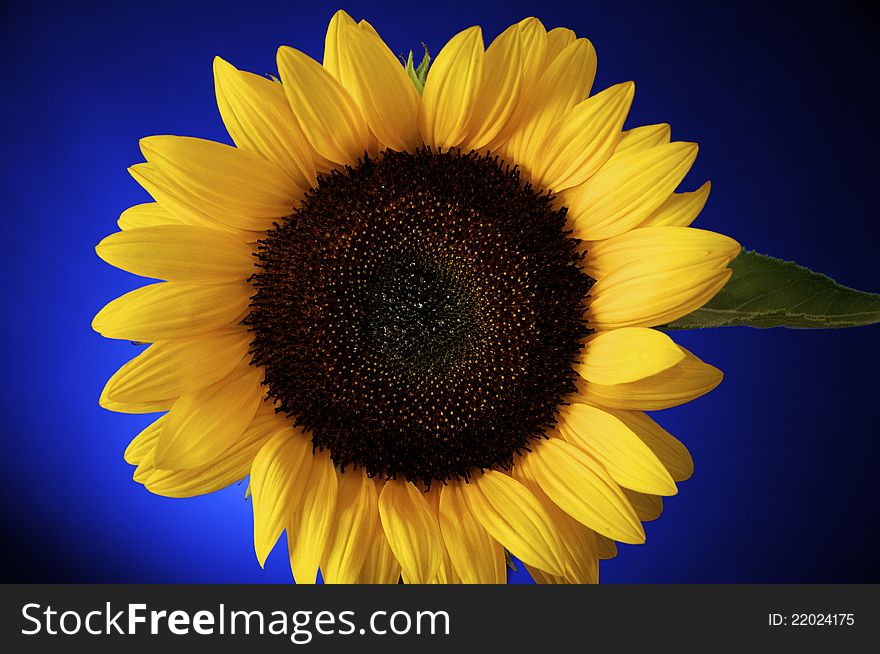 Detailed, Colorful Sunflower, on blue burst backround.