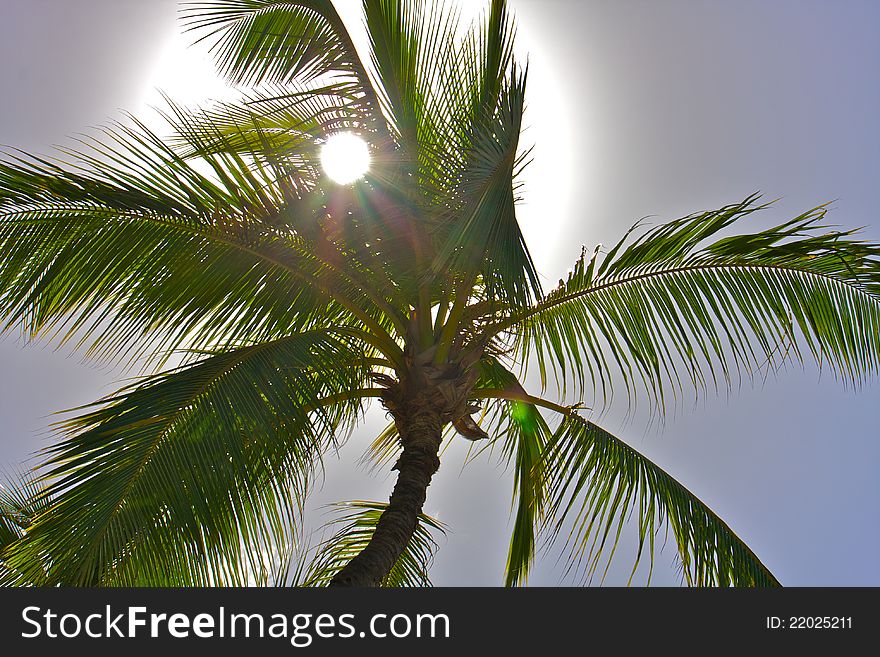 Palm tree shadowing the sun