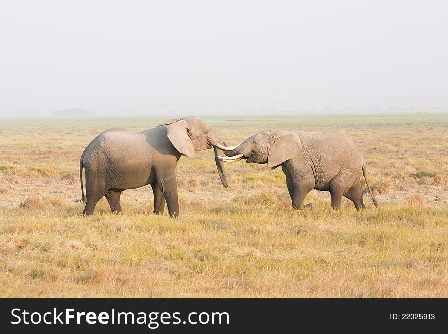 Two elephants stand face to face