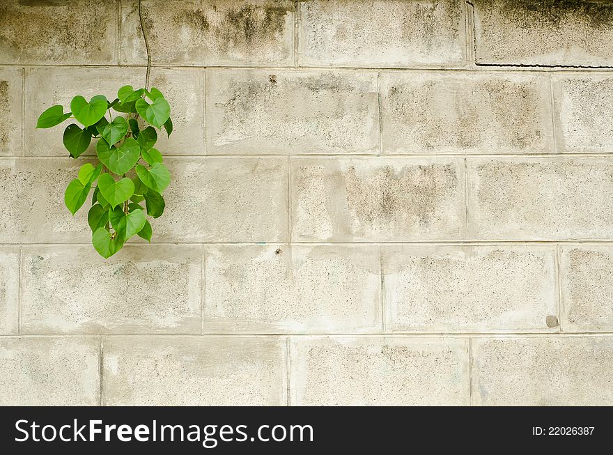 Old brick wall with green leafs and moss